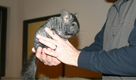 Person holding a gray chinchilla