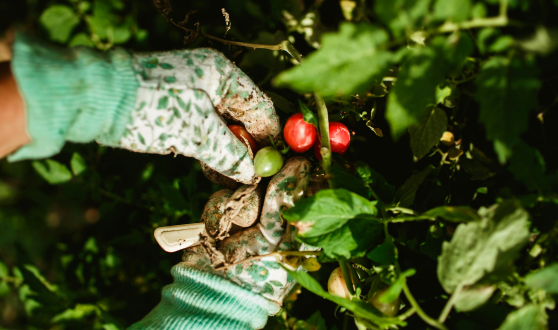 Hands in garden gloves picking cherry tomatoes